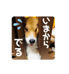 うちのわんちゃん❤︎（個別スタンプ：29）