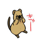 日常系クアッカワラビー（個別スタンプ：14）