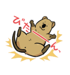 日常系クアッカワラビー（個別スタンプ：38）