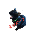 黒neco（個別スタンプ：1）