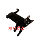 黒neco（個別スタンプ：3）