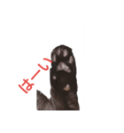 黒neco（個別スタンプ：4）