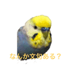 レオアリまいにち（個別スタンプ：6）