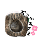うちのもち三（個別スタンプ：19）
