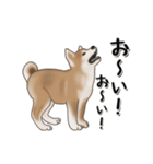 動く！秋田犬Ⅱ（個別スタンプ：2）
