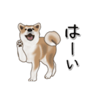 動く！秋田犬Ⅱ（個別スタンプ：3）