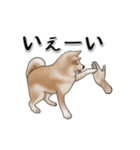動く！秋田犬Ⅱ（個別スタンプ：4）