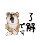 動く！秋田犬Ⅱ（個別スタンプ：9）