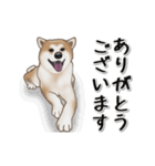 動く！秋田犬Ⅱ（個別スタンプ：10）