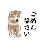 動く！秋田犬Ⅱ（個別スタンプ：11）