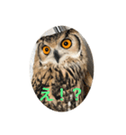 ベンガルワシミミズクのつくお（個別スタンプ：1）