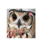 ベンガルワシミミズクのつくお（個別スタンプ：2）