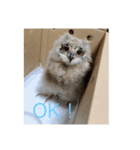 ベンガルワシミミズクのつくお（個別スタンプ：4）