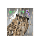 ベンガルワシミミズクのつくお（個別スタンプ：5）
