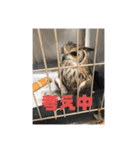 ベンガルワシミミズクのつくお（個別スタンプ：6）