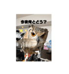 ベンガルワシミミズクのつくお（個別スタンプ：7）