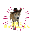 迷探偵るるあぢゅ（個別スタンプ：6）