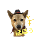 迷探偵るるあぢゅ（個別スタンプ：9）