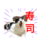 トラチワちゃん♪（個別スタンプ：1）