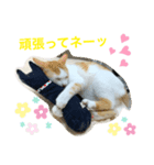 トラチワちゃん♪（個別スタンプ：5）