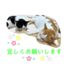 トラチワちゃん♪（個別スタンプ：6）