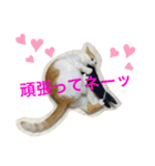 トラチワちゃん♪（個別スタンプ：8）