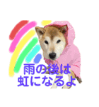 熟女柴アイドル！ろこロン（個別スタンプ：5）