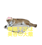 熟女柴アイドル！ろこロン（個別スタンプ：17）