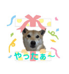 熟女柴アイドル！ろこロン（個別スタンプ：18）