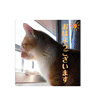 チワワとニャンズ2（個別スタンプ：1）