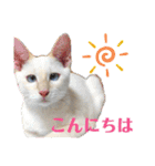 チワワとニャンズ2（個別スタンプ：2）