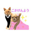 チワワとニャンズ2（個別スタンプ：3）
