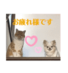 チワワとニャンズ2（個別スタンプ：4）