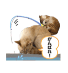 チワワとニャンズ2（個別スタンプ：6）