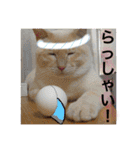 チワワとニャンズ2（個別スタンプ：7）