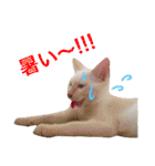 チワワとニャンズ2（個別スタンプ：8）