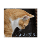 チワワとニャンズ2（個別スタンプ：20）