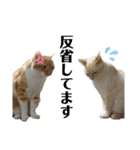 チワワとニャンズ2（個別スタンプ：21）
