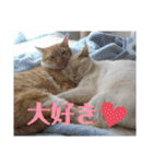 チワワとニャンズ2（個別スタンプ：27）