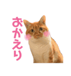 チワワとニャンズ2（個別スタンプ：32）