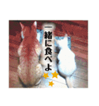 チワワとニャンズ2（個別スタンプ：33）