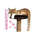 チワワとニャンズ2（個別スタンプ：34）