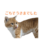 チワワとニャンズ2（個別スタンプ：35）