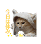 チワワとニャンズ2（個別スタンプ：38）