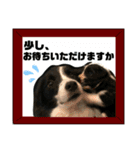 ボーダーレーン・グレイスwithモニカ（個別スタンプ：25）