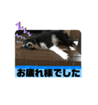 ボーダーレーン・グレイスwithモニカ（個別スタンプ：35）
