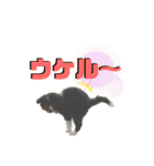 ボーダーレーン・グレイスwithモニカ（個別スタンプ：39）