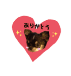 threeちわわず（個別スタンプ：1）