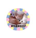 threeちわわず（個別スタンプ：3）