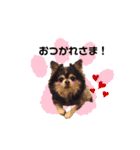 threeちわわず（個別スタンプ：5）